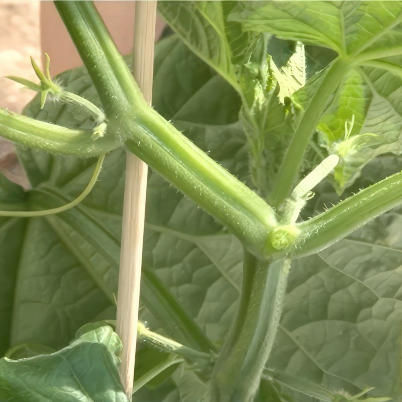 kurkkujen karsiminen