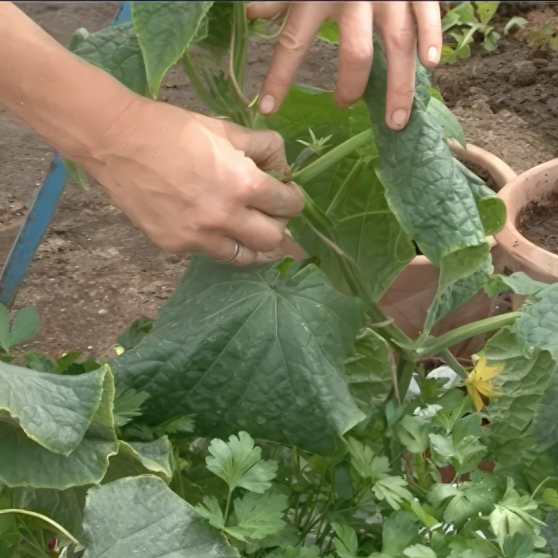 kurkkujen karsiminen