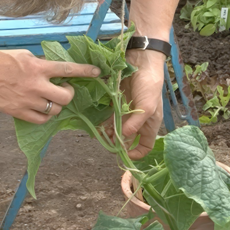 kurkkujen karsiminen