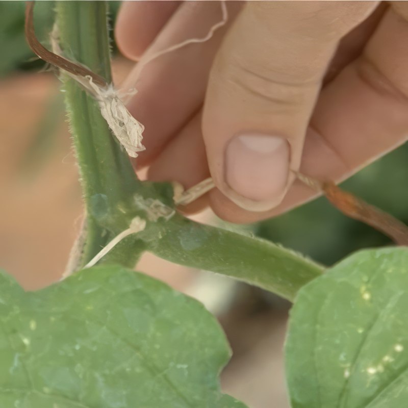 kurkkujen karsiminen