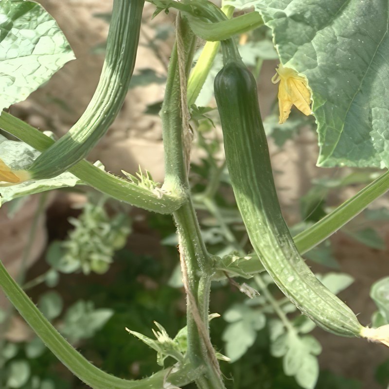 kurkkujen karsiminen