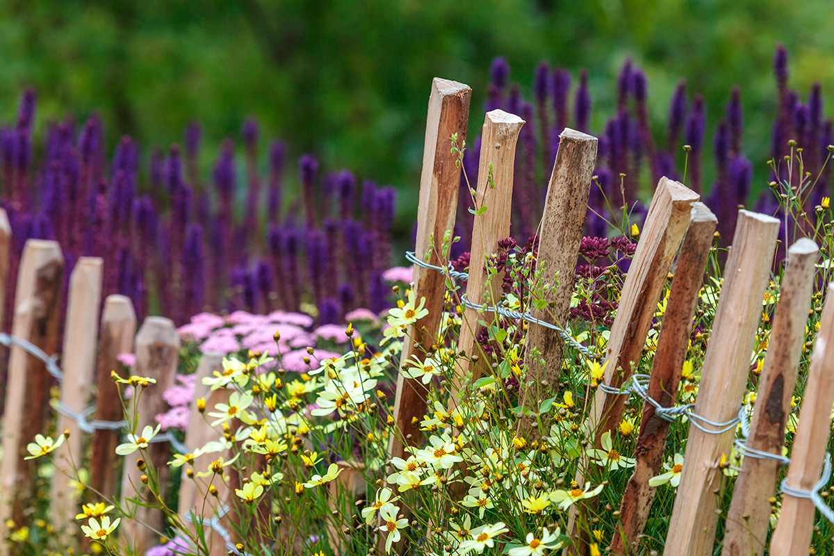 Kastanjegjerde rundt en blomstrende hage