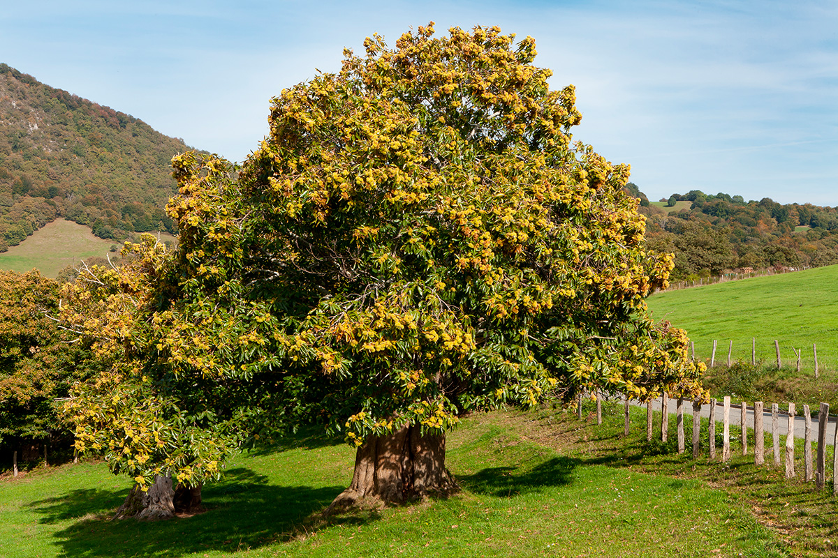 Europeisk kastanjetre (Castanea Sativa) som hovedsakelig vokser i Sør-Europa.