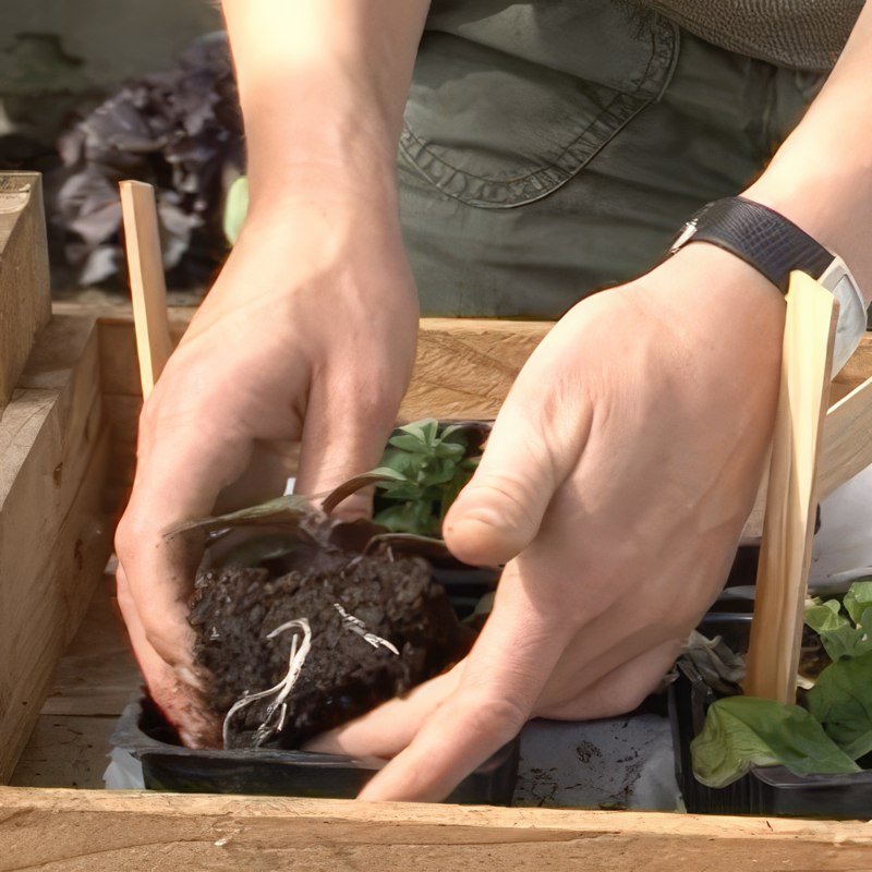 Basilika sticklingar