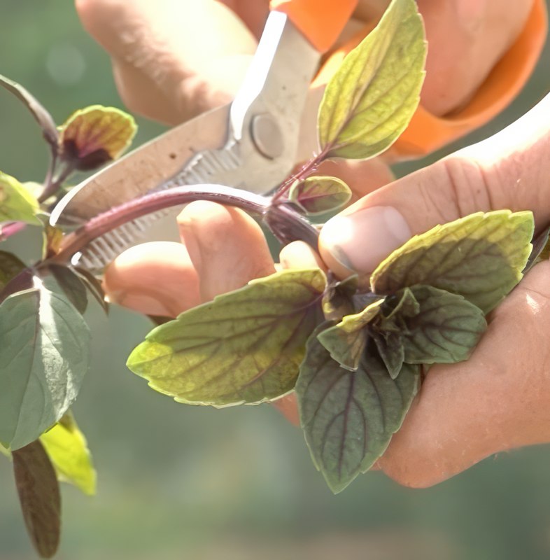 Basilika i växthus temperatur
