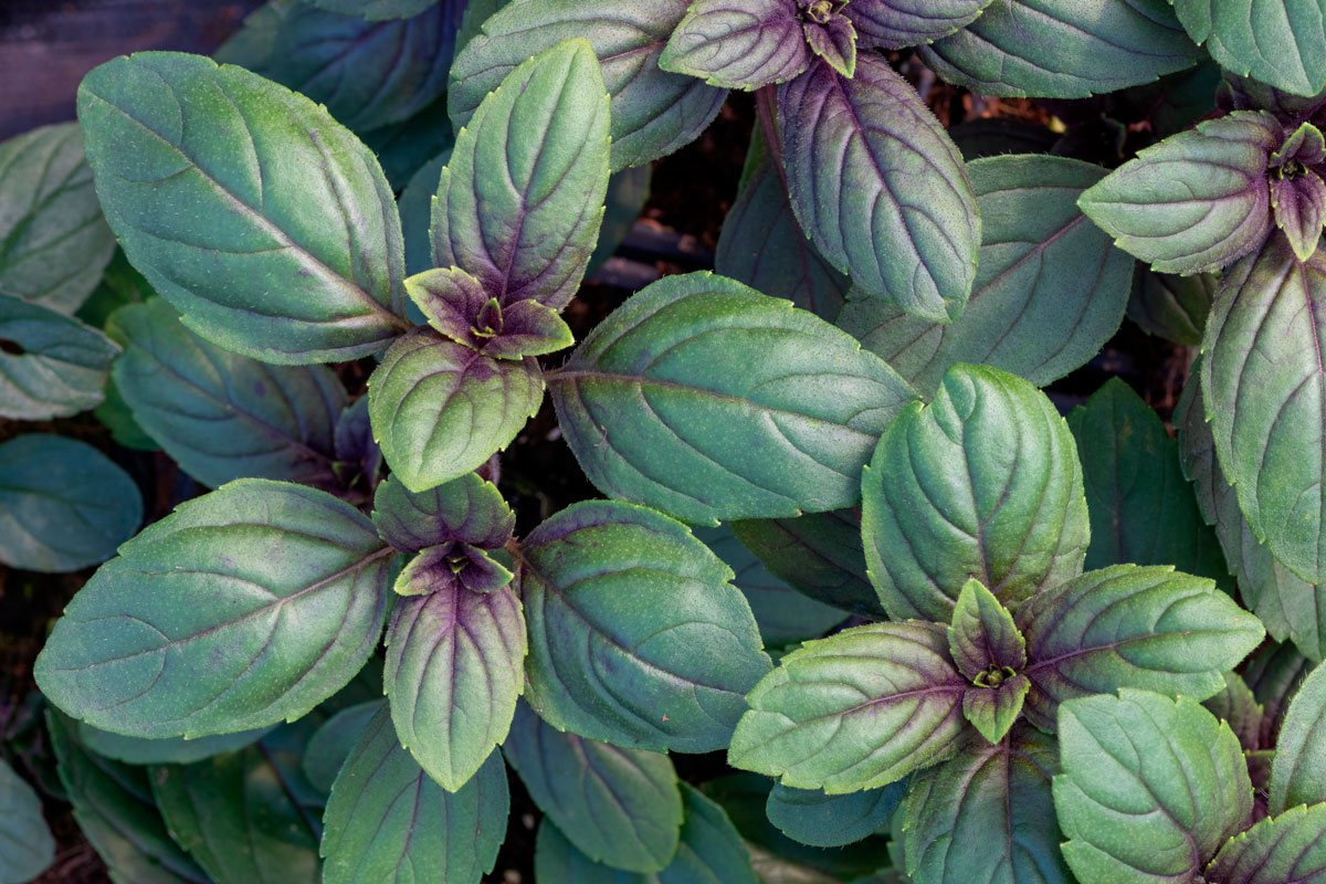 basilika magic mountain