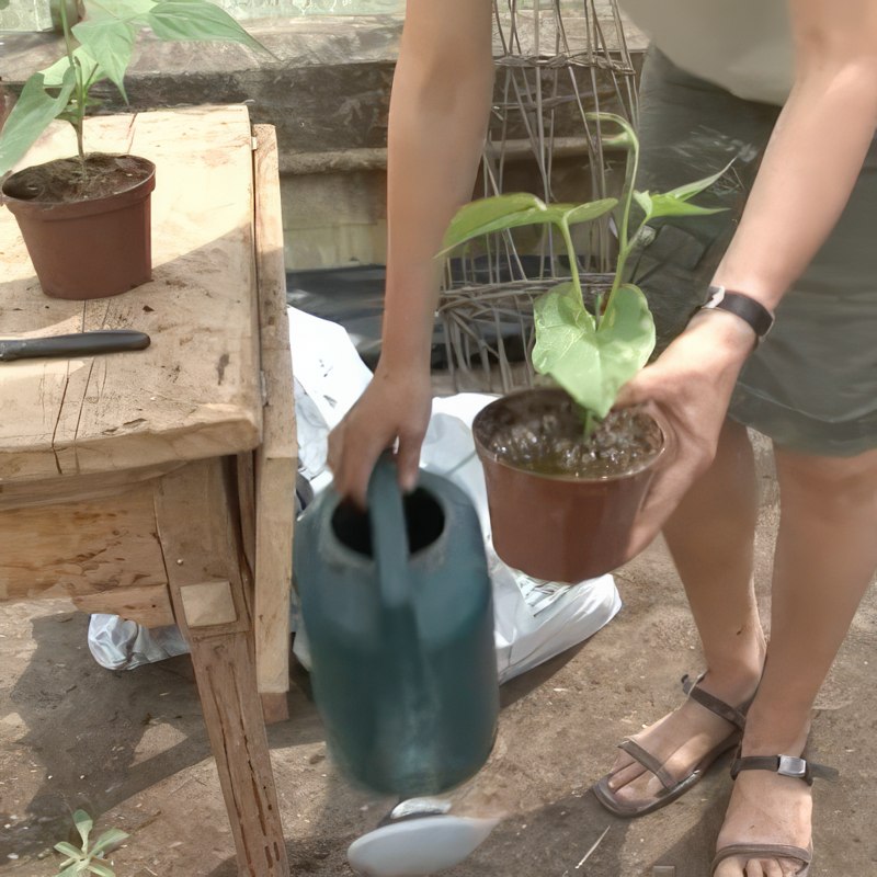 stangbønner dyrkning