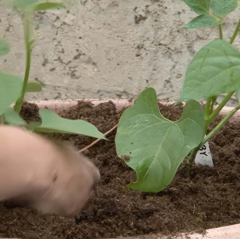 stangbønner dyrkning