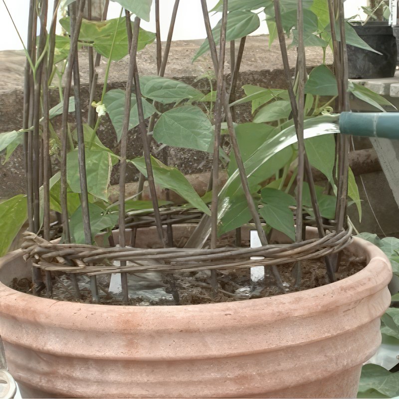 såning af stangbønner