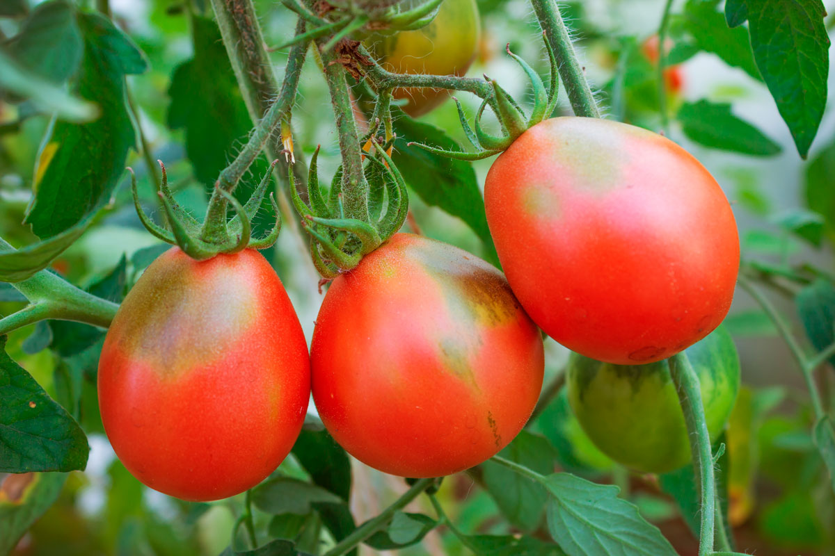 grønne nakker tomater
