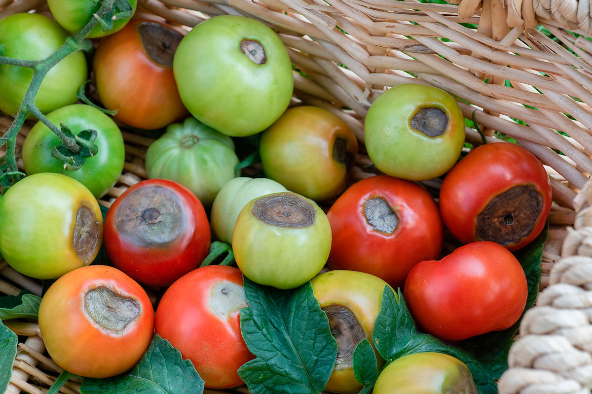 griffelråte i tomater