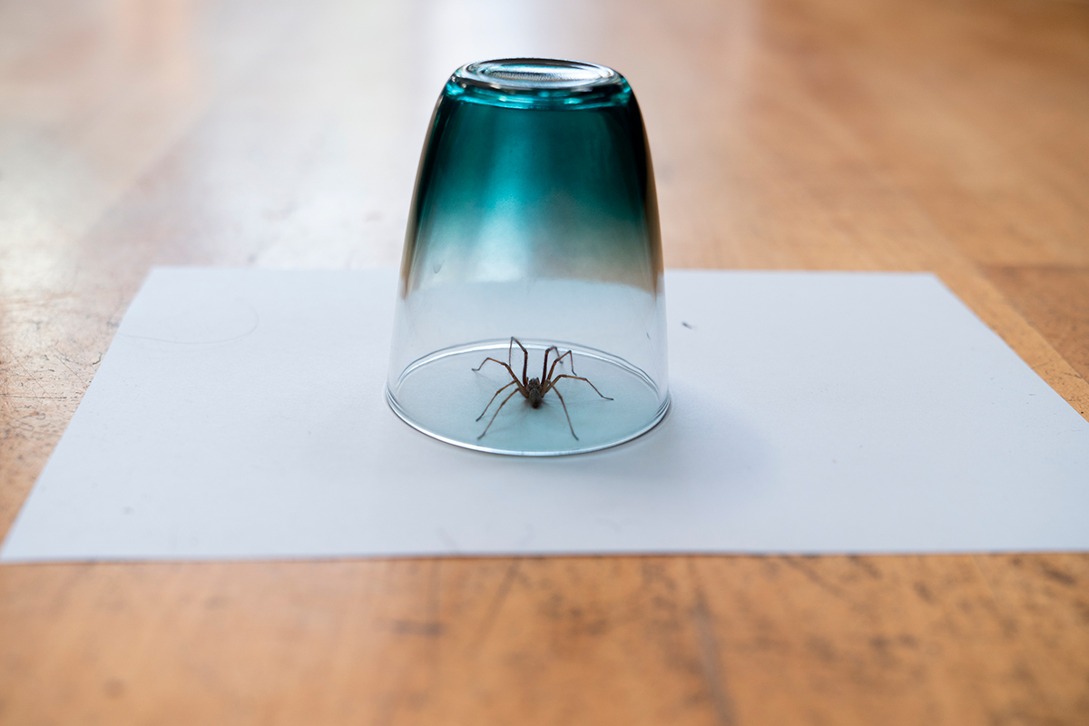 Edderkopp fanget i et drikkeglass med et stykke papir under.