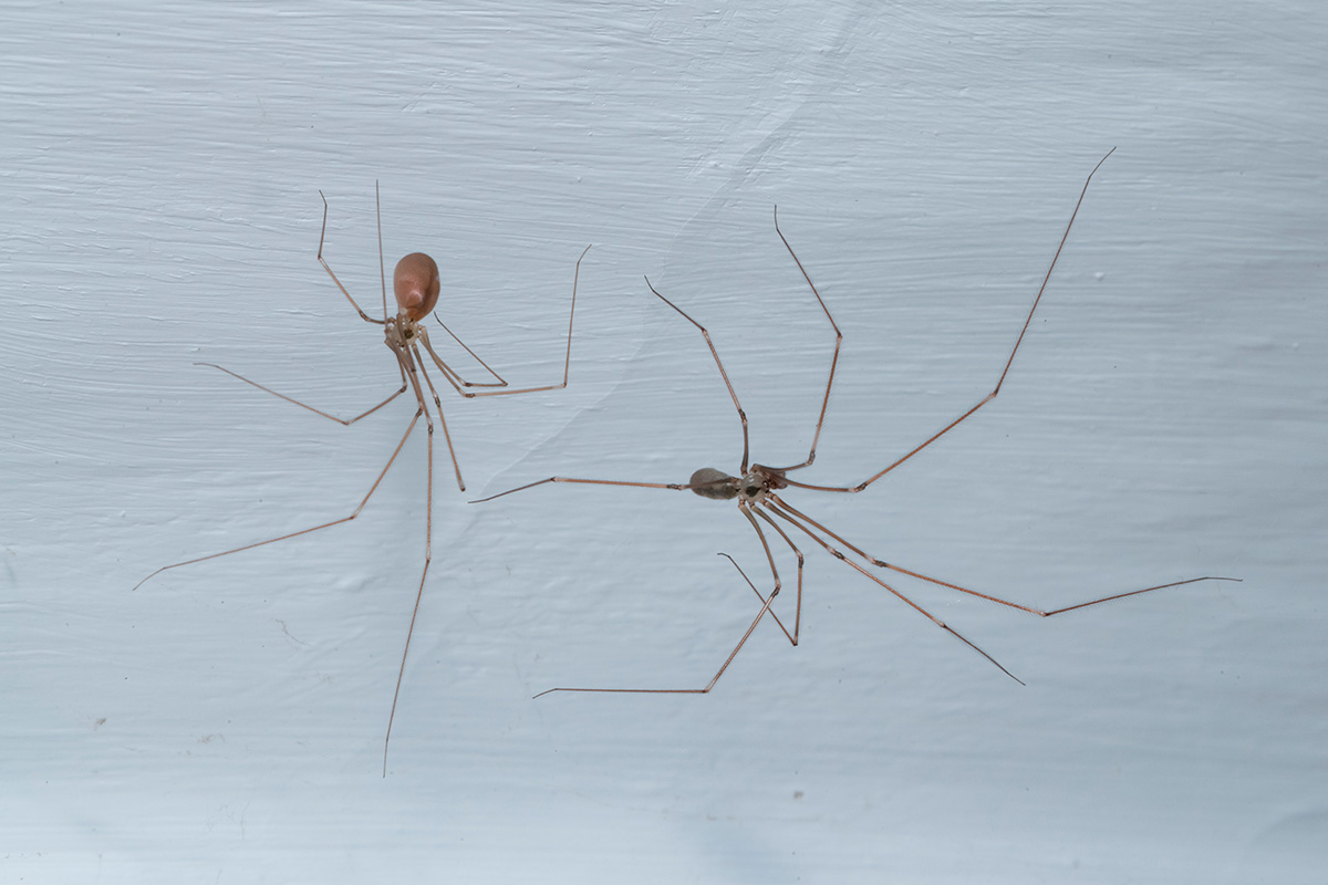 To kjelleredderkopper på veggen.