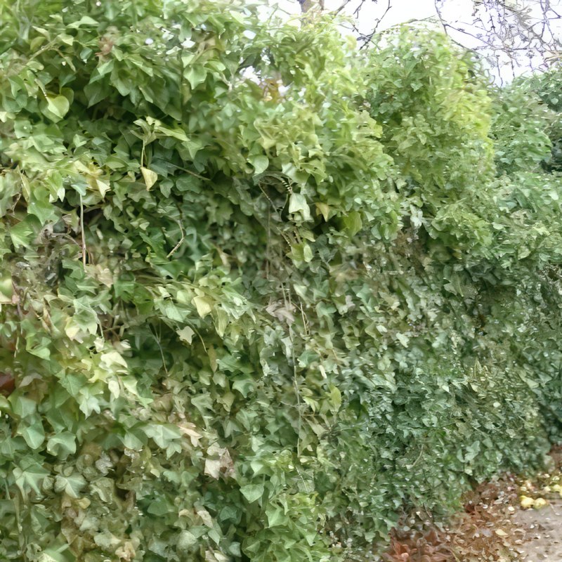 efeu hæk