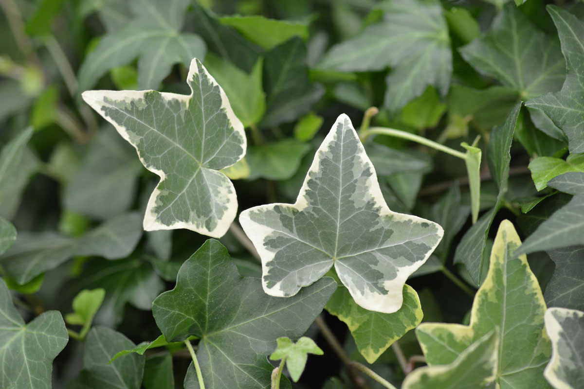 småbladet efeu hedera helix variegata