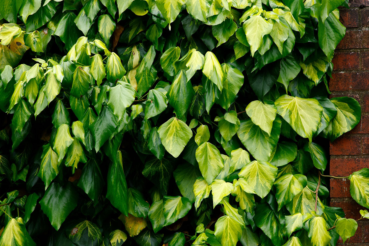 kæmpe efeu hedera colchica sulphur heart