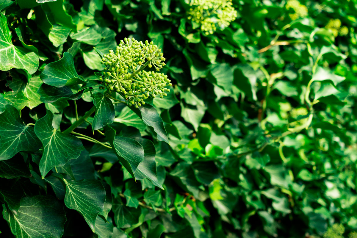 lav efeu hedera helix arborescens