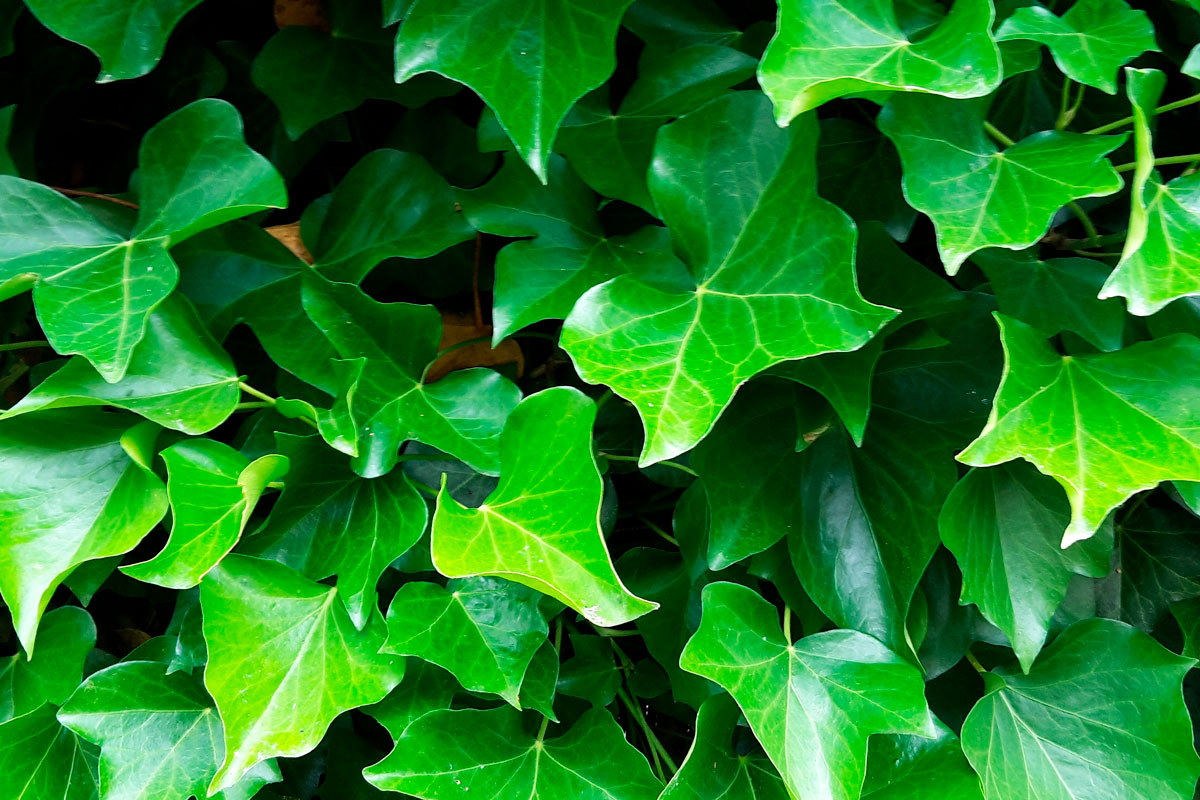 storbladet efeu hedera hibernica