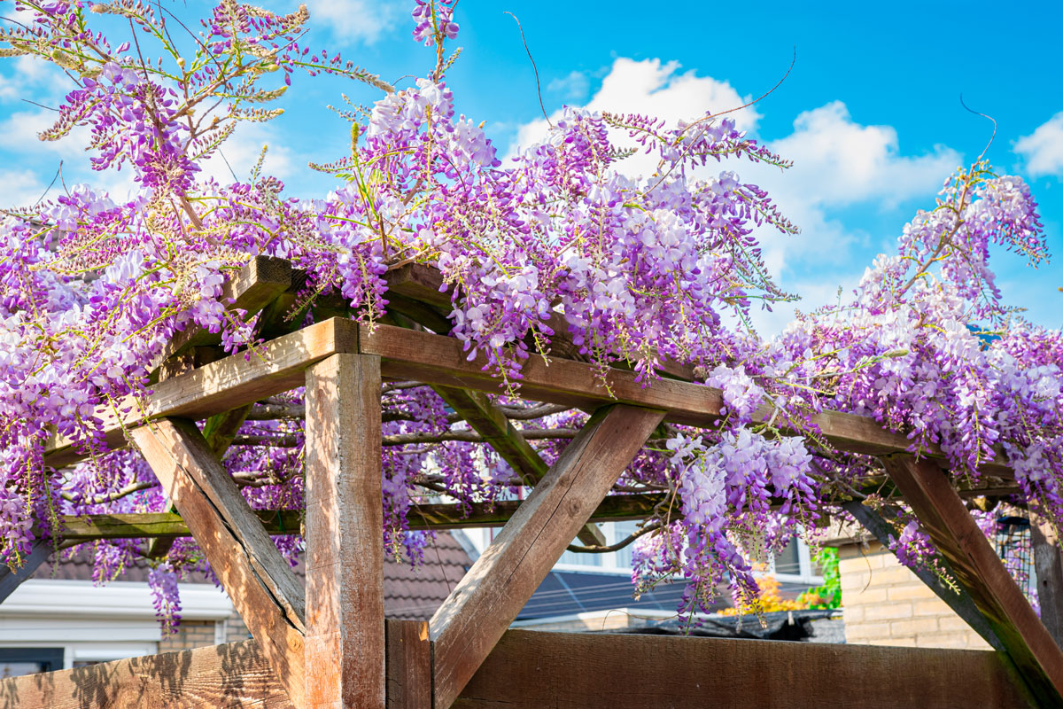 vaaleanvioletti sinisade