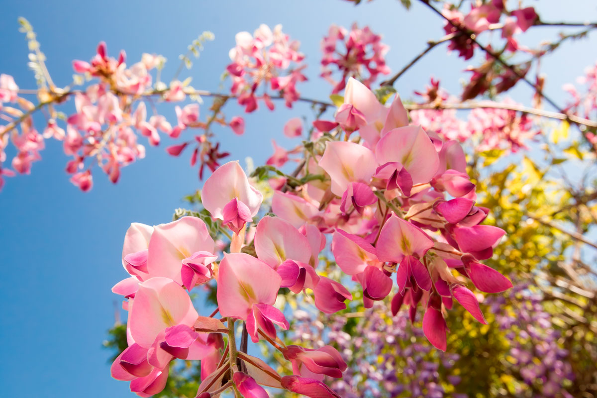 vaaleanpunainen sinisade