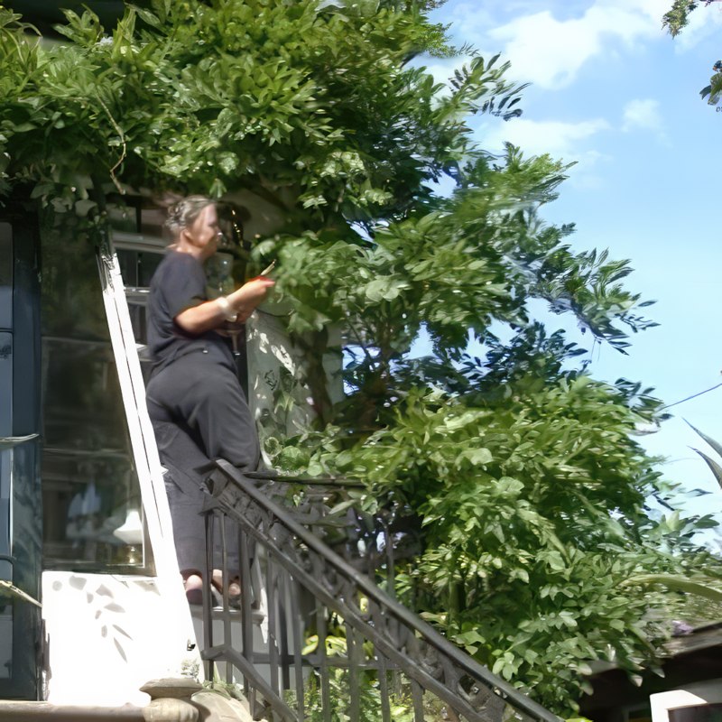 beskæring af blåregn