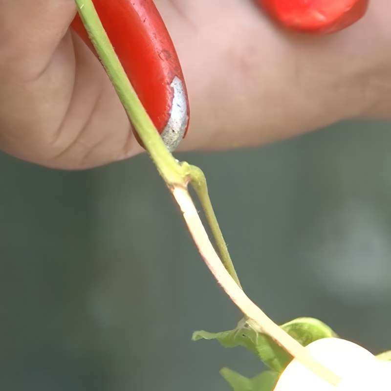 beskæring af blåregn