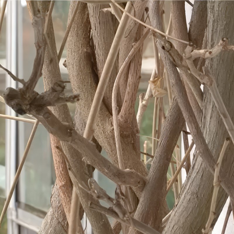 beskæring af blåregn