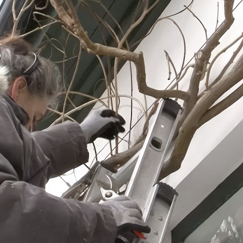blåregn beskæring vinter