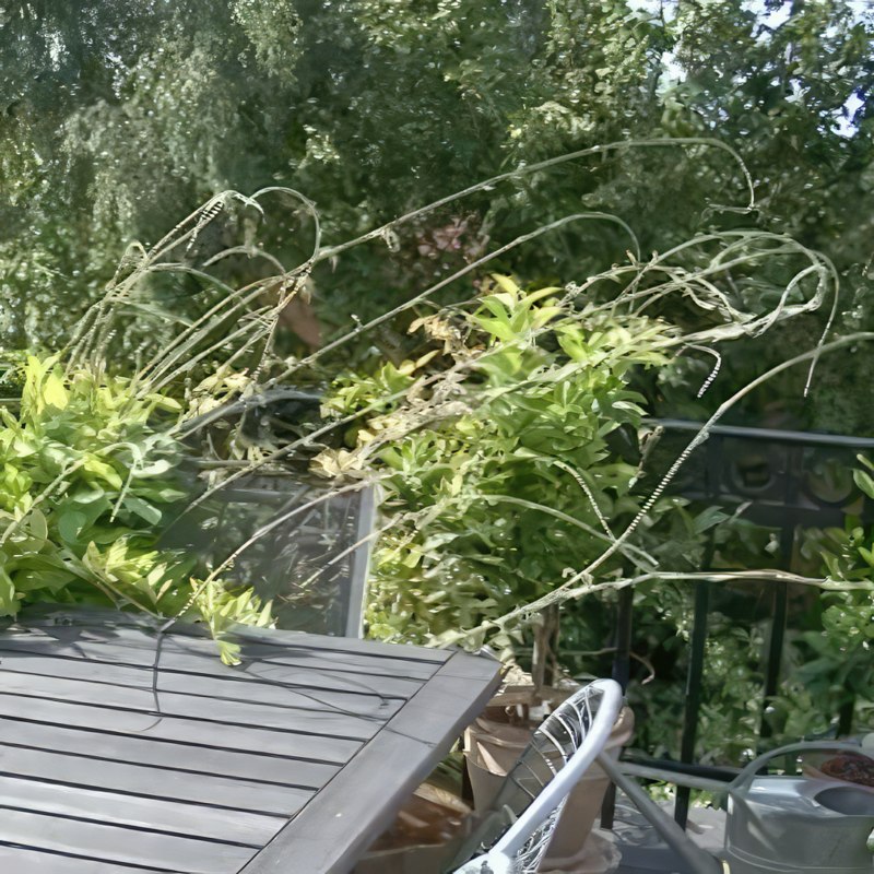 blåregn beskæring sommer