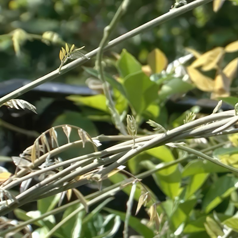 blåregn beskæring sommer