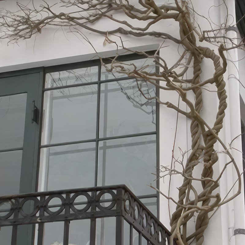 beskæring af blåregn