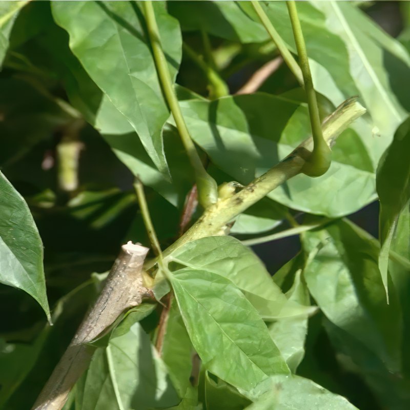 beskæring af blåregn