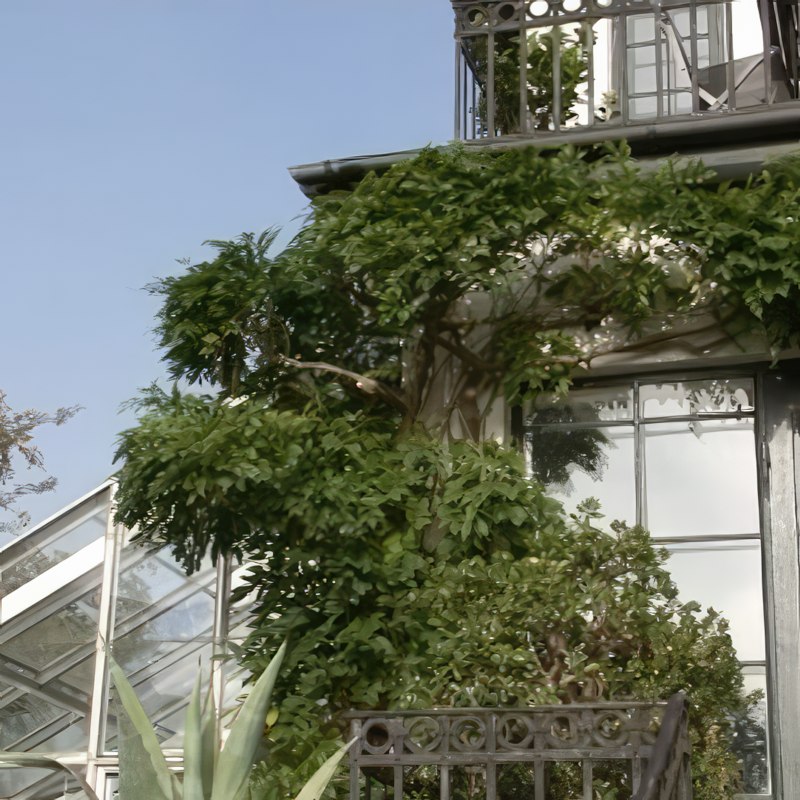 beskæring af blåregn