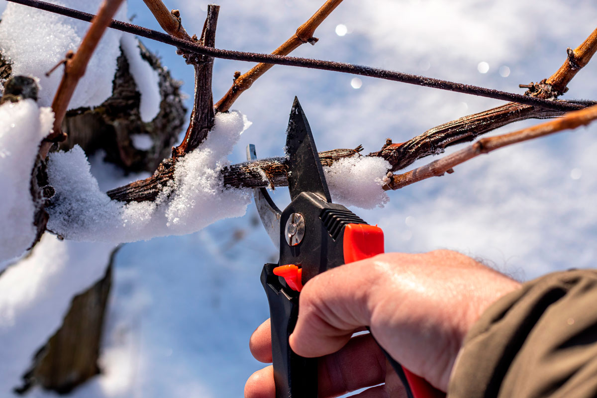 beskæring af vin i marts
