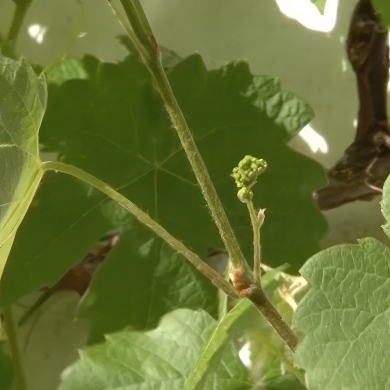 beskæring af vin i drivhus