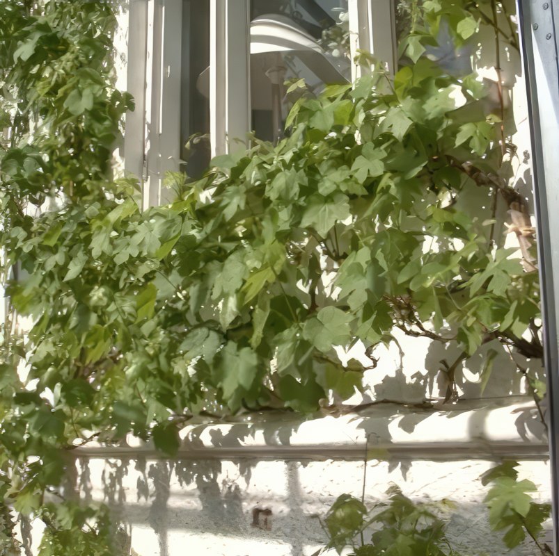 beskæring af vin i drivhus