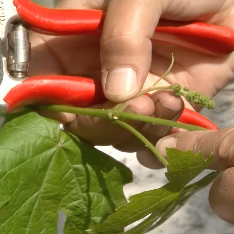 beskæring af vin på friland