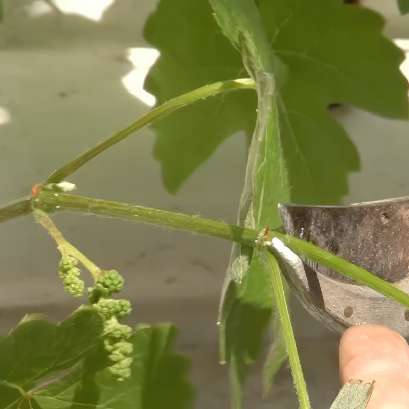 beskæring af vin første år