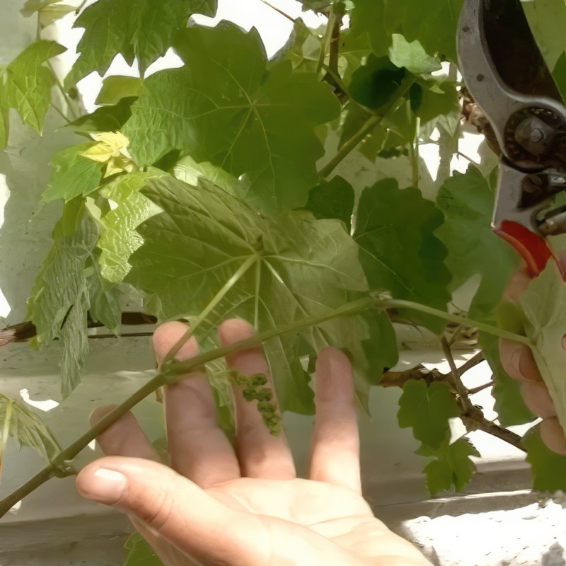 beskæring af gammel vin