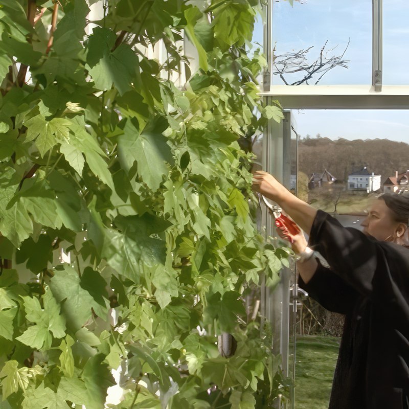 beskæring af ung vin