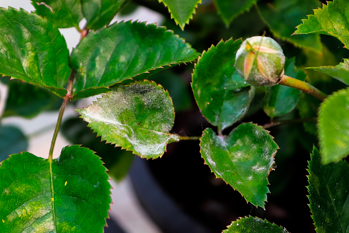 Roser og andre planter rammes ofte av plantesykdommer som meldugg.