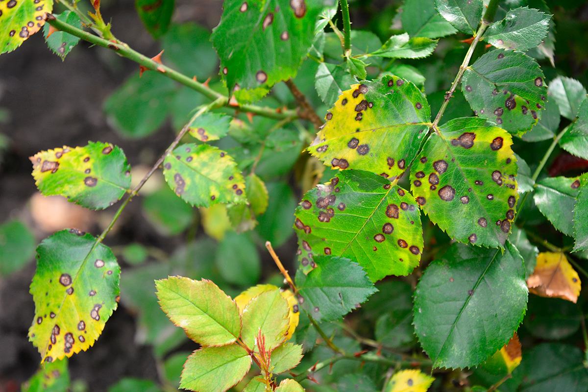 Svartfläcksjuka rosor behandling