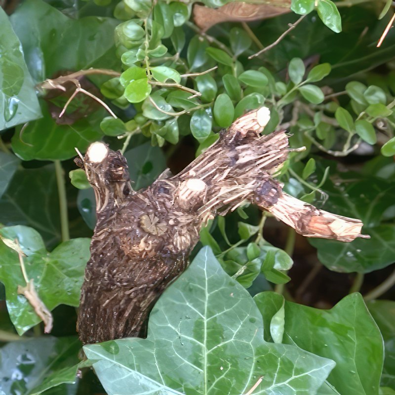 beskæring af klematis