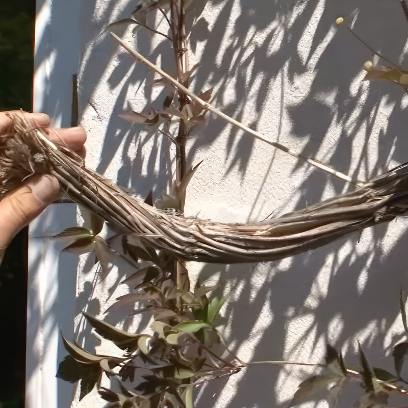 beskæring af klematis montana rubens