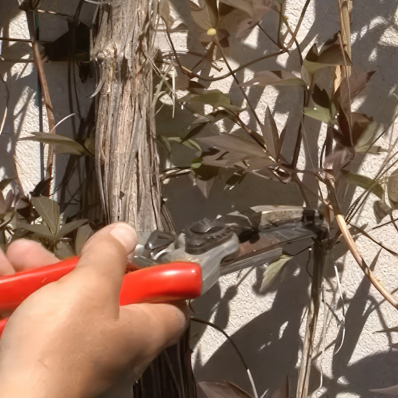 beskæring af klematis montana rubens