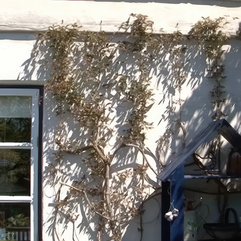 beskæring af klematis montana rubens