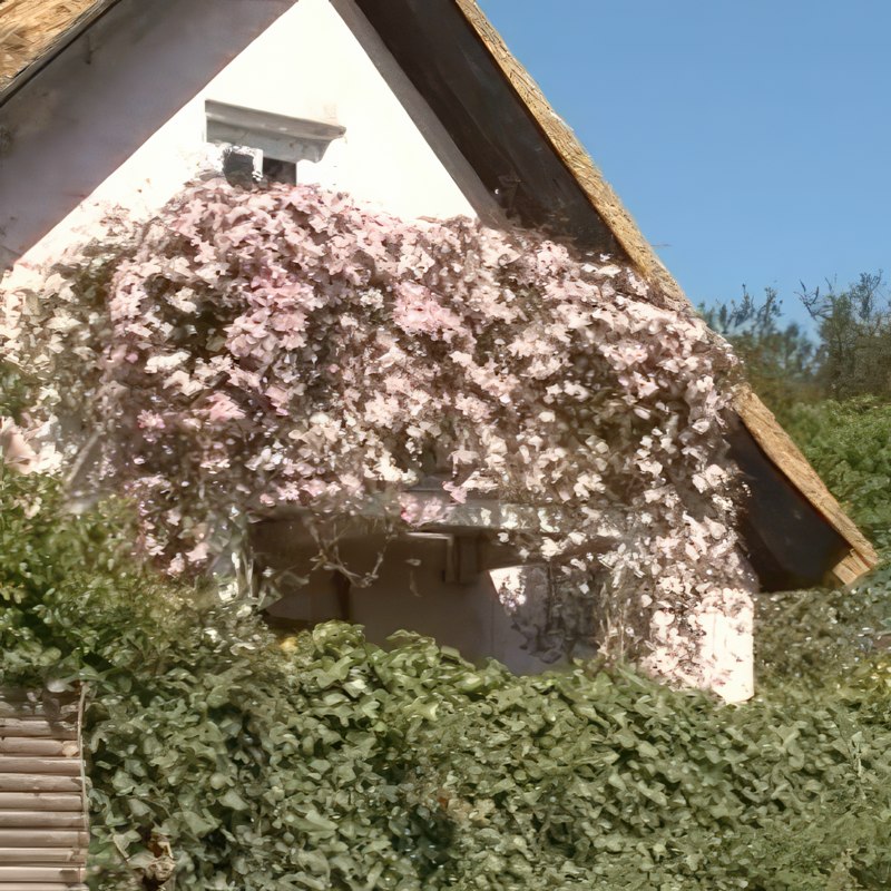 beskæring af klematis montana rubens