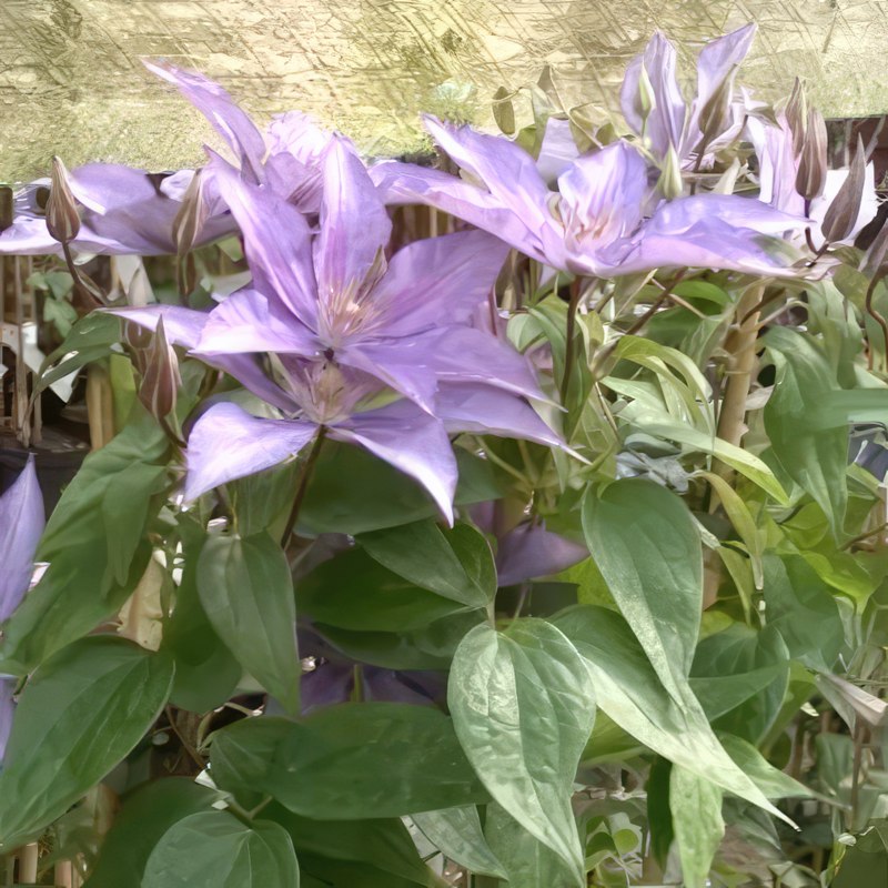 beskæring af klematis