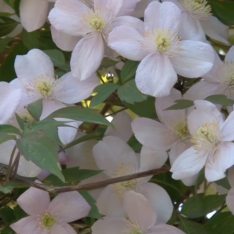 beskæring af klematis montana