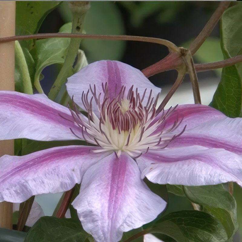 beskæring af klematis